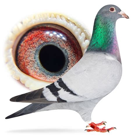 This one "World Famous" is a direct daughter of "Miss World" the #1. . Racing pigeons for sale